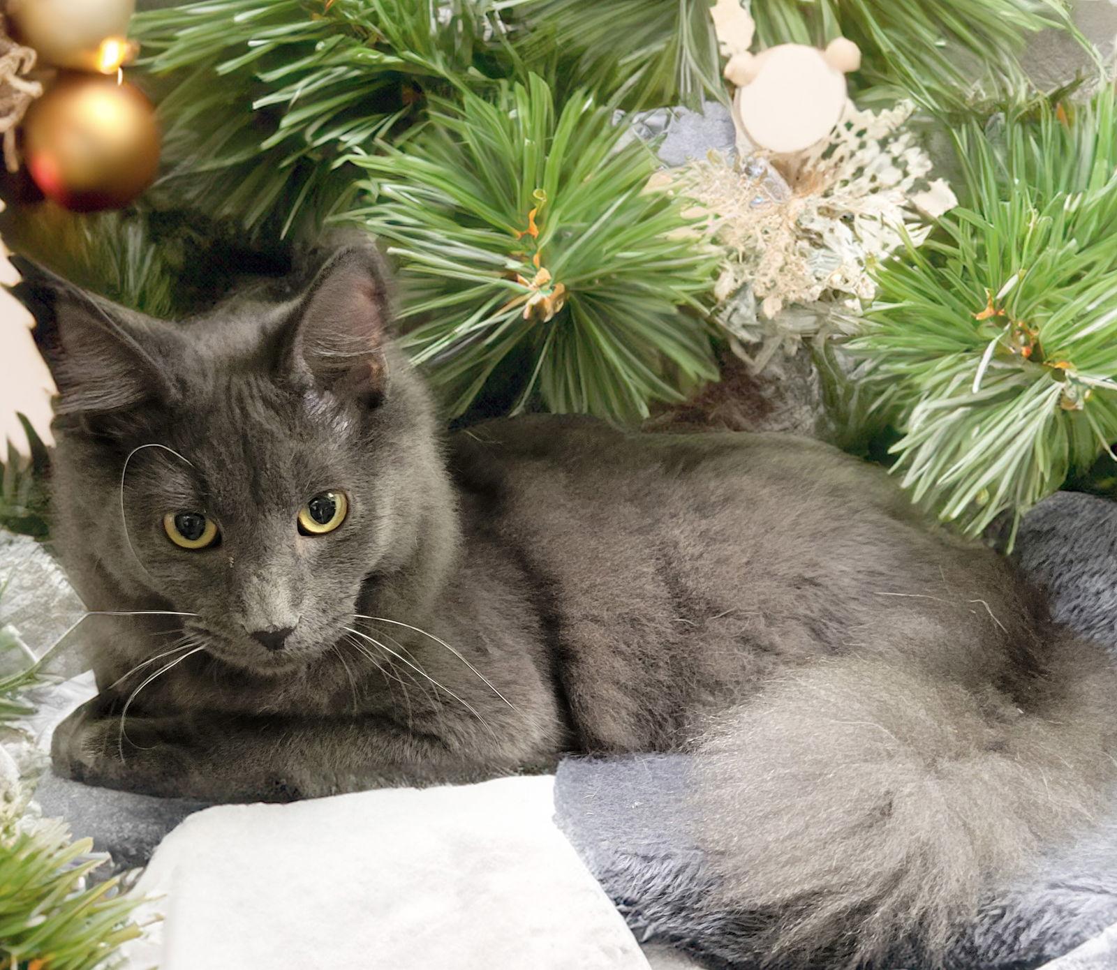 Cairo (bonded to Violet), a Adoptable Domestic Long Hair in Chandler, AZ image 3/3