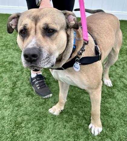 Bumoni, an adoptable American Bully in Downers Grove, IL image 2/2