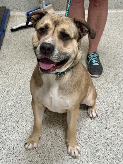 Bumoni, an adoptable American Bully in Downers Grove, IL image 1/2