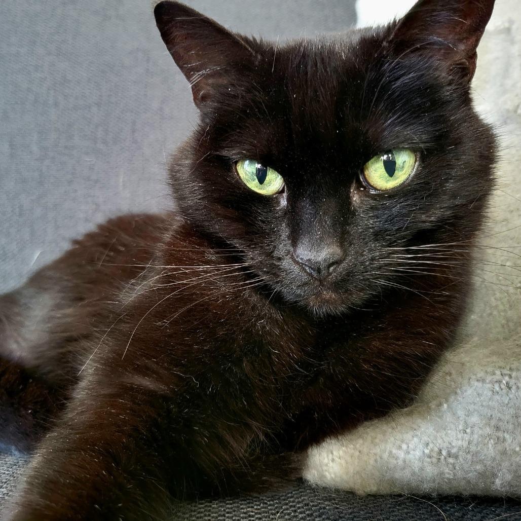 Enlarge Puma, a Adoptable Domestic Short Hair in Nashville, TN image 1/2