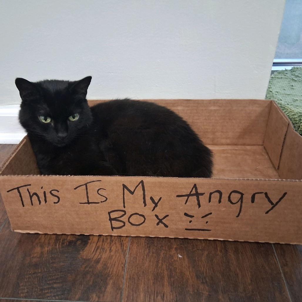 Enlarge Puma, a Adoptable Domestic Short Hair in Nashville, TN image 2/2