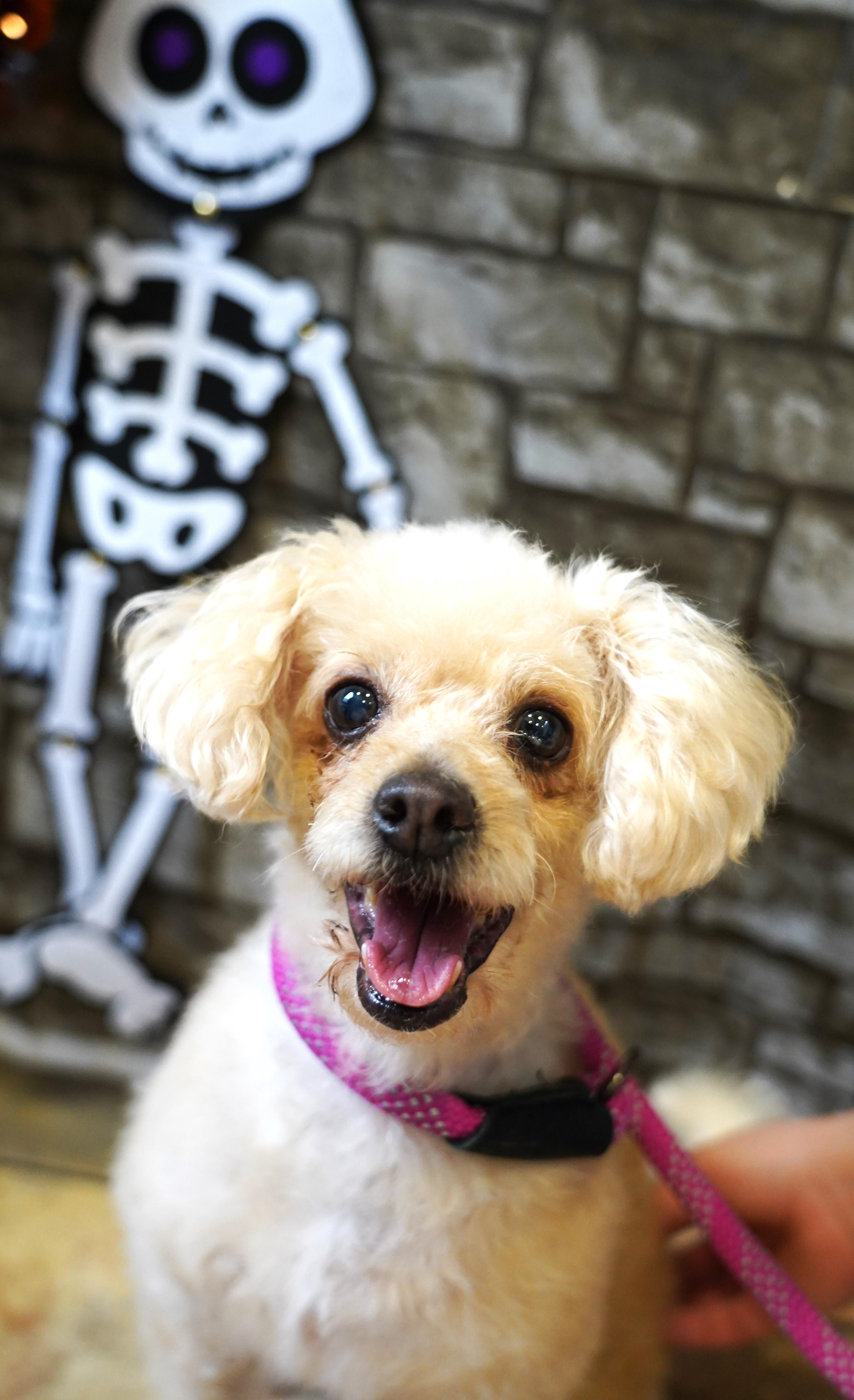 Enlarge Faith, an adopted Poodle in El Paso, TX image 1/6