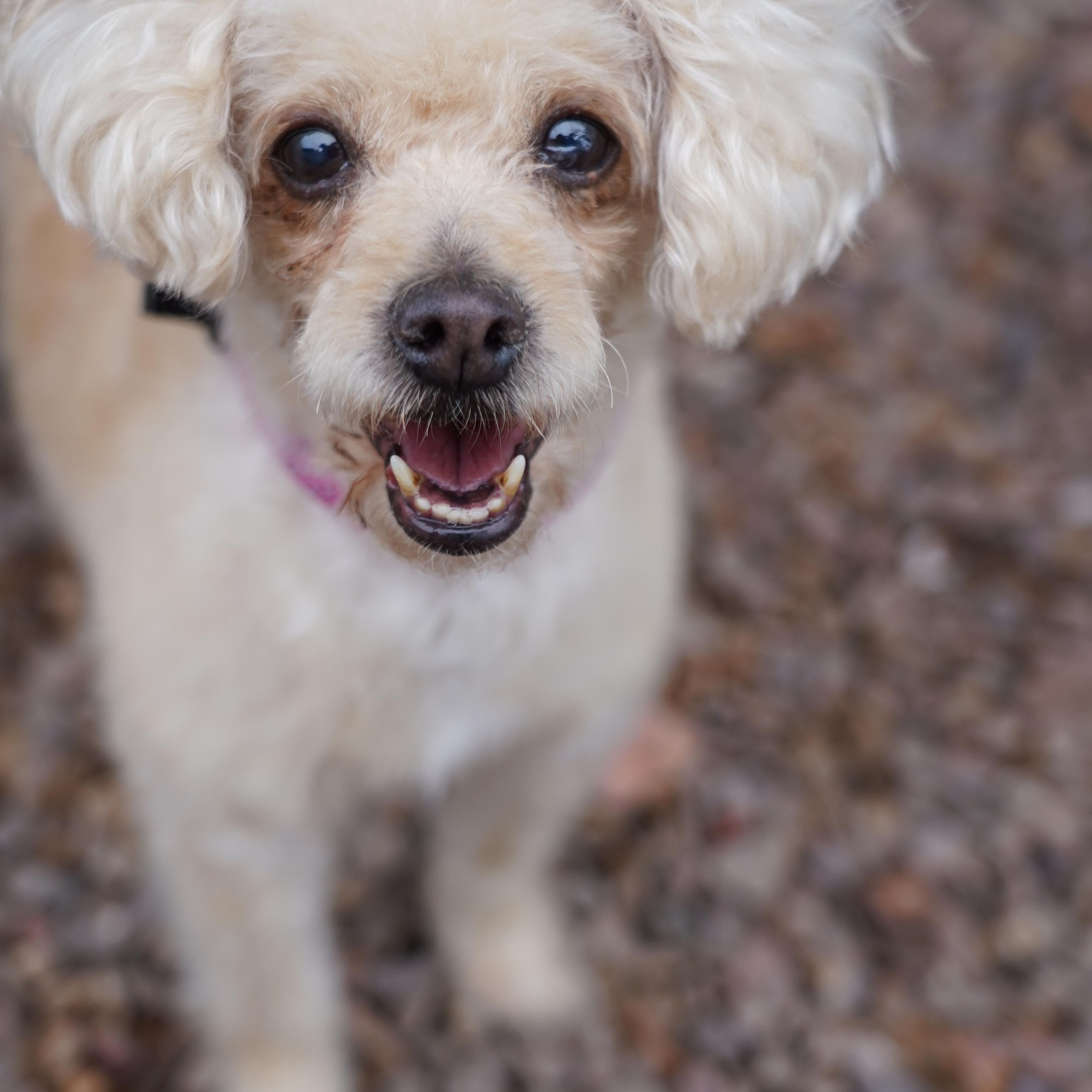 Enlarge Faith, an adopted Poodle in El Paso, TX image 2/6