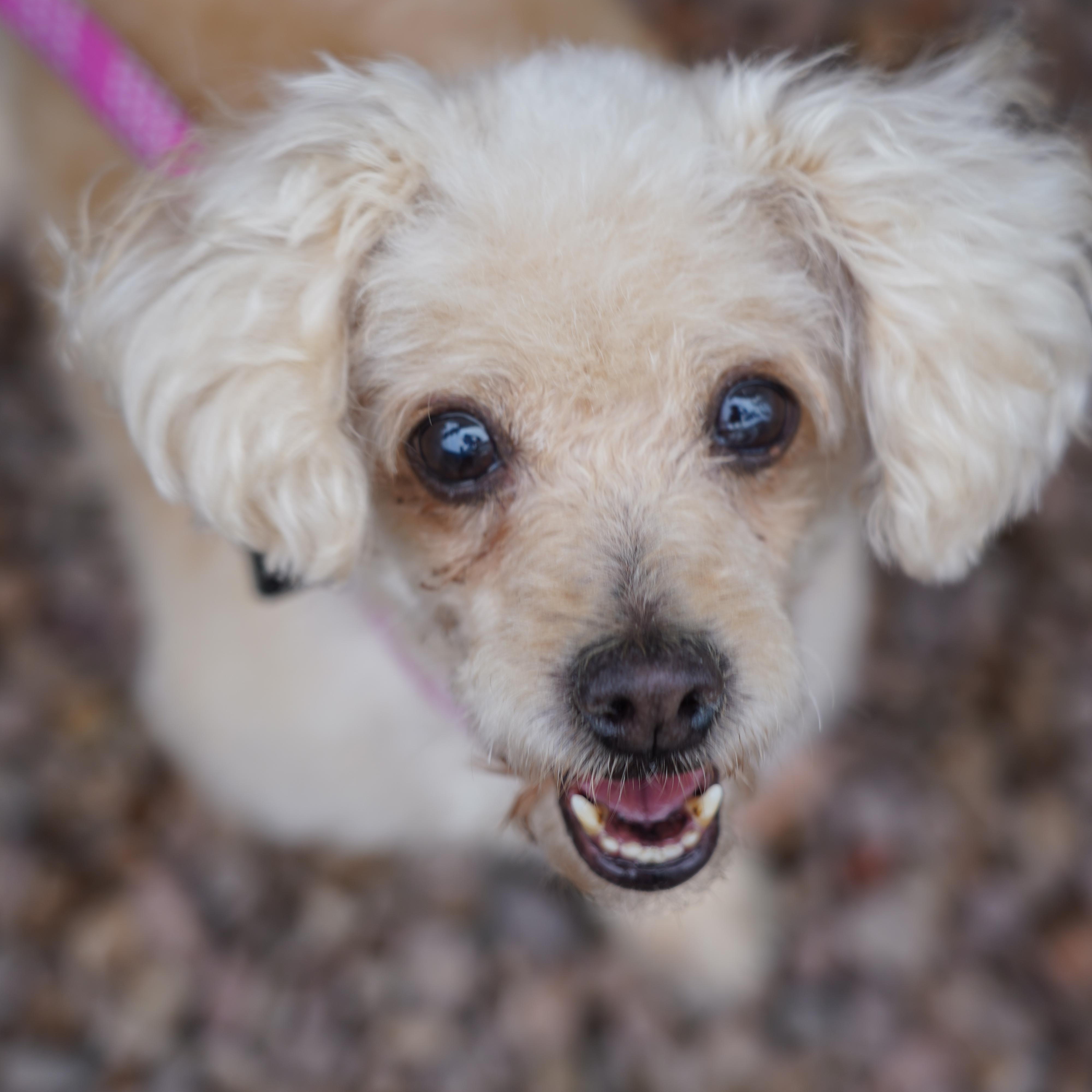 Enlarge Faith, an adopted Poodle in El Paso, TX image 3/6
