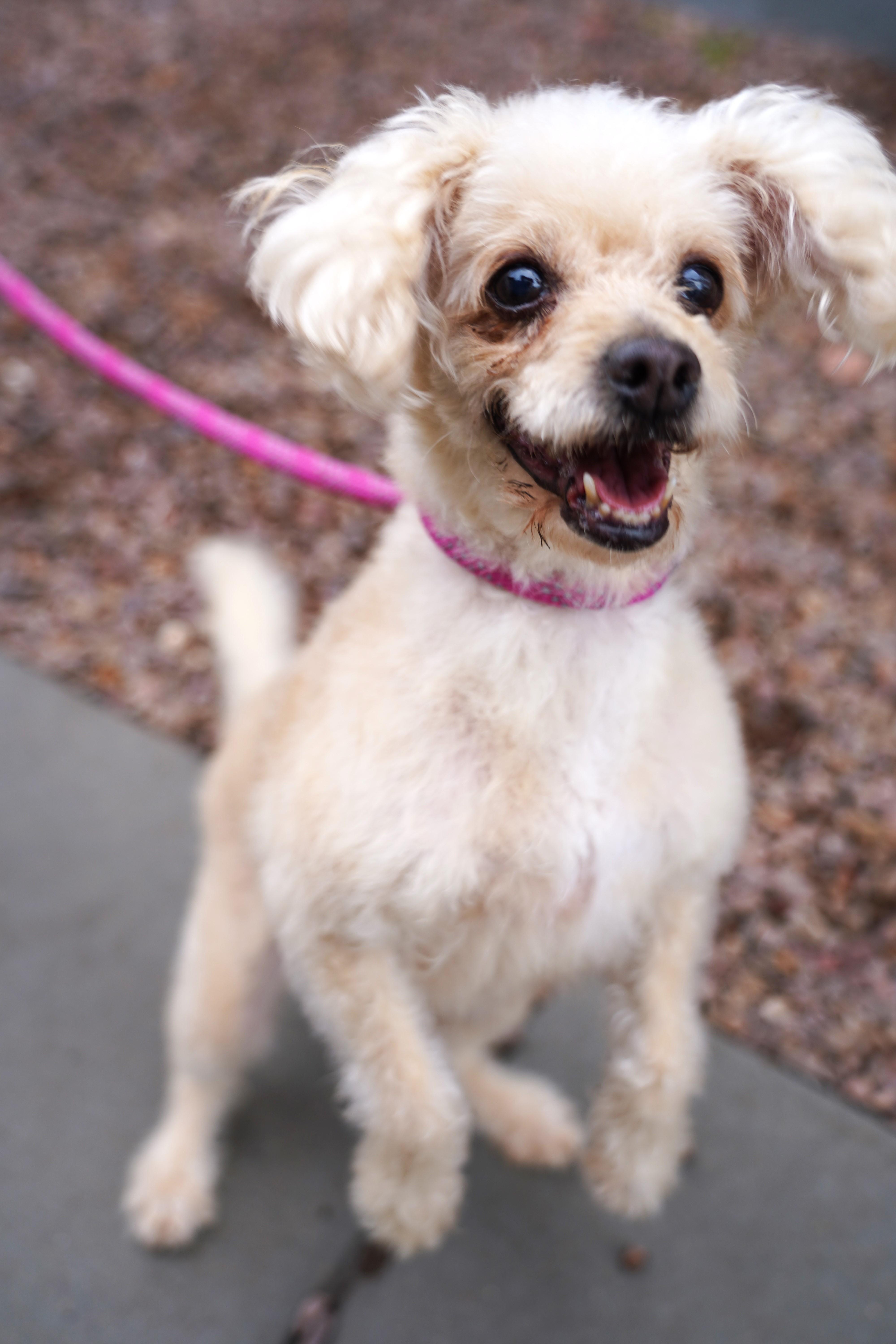 Enlarge Faith, an adopted Poodle in El Paso, TX image 4/6