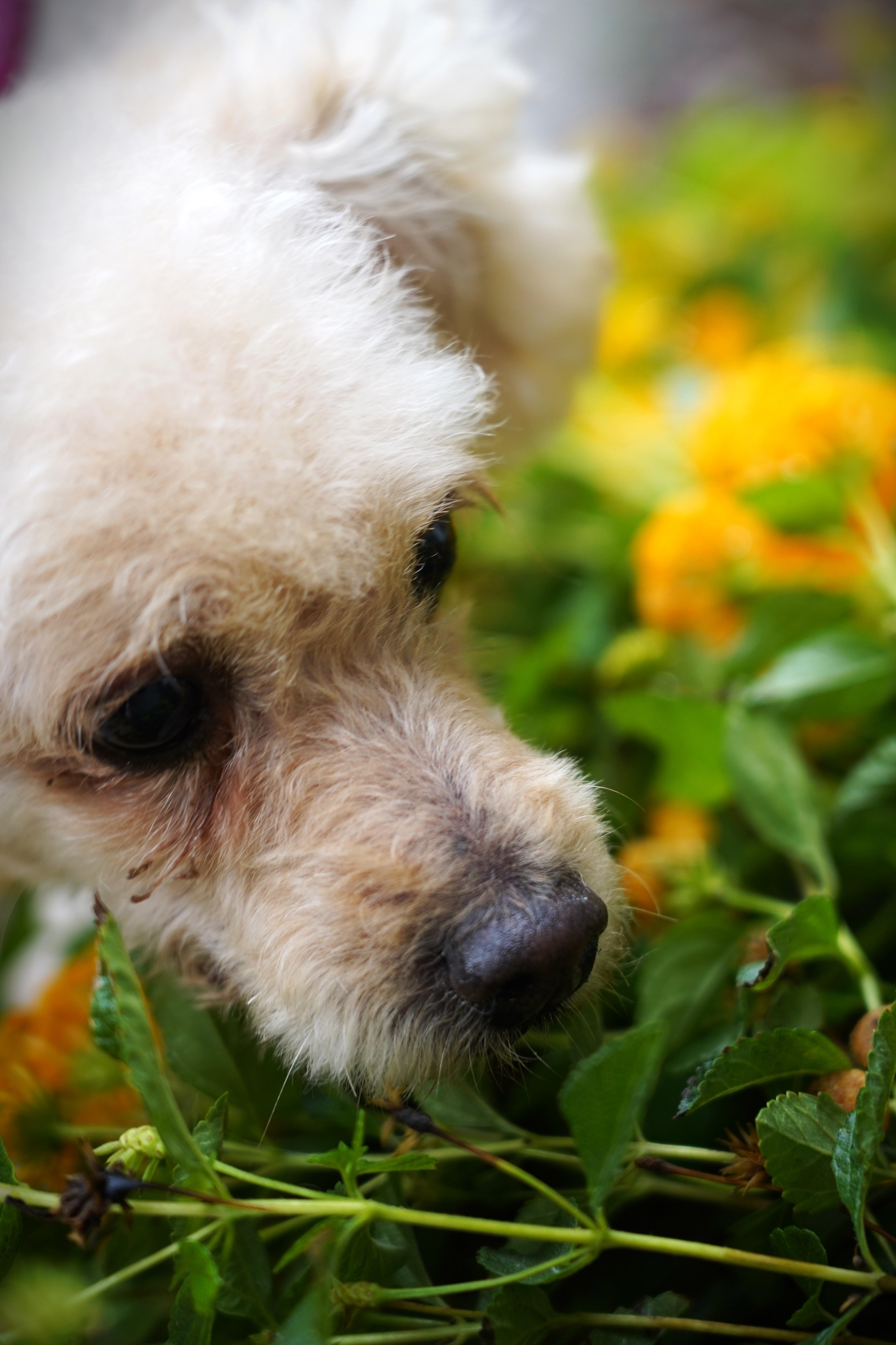 Enlarge Faith, an adopted Poodle in El Paso, TX image 5/6