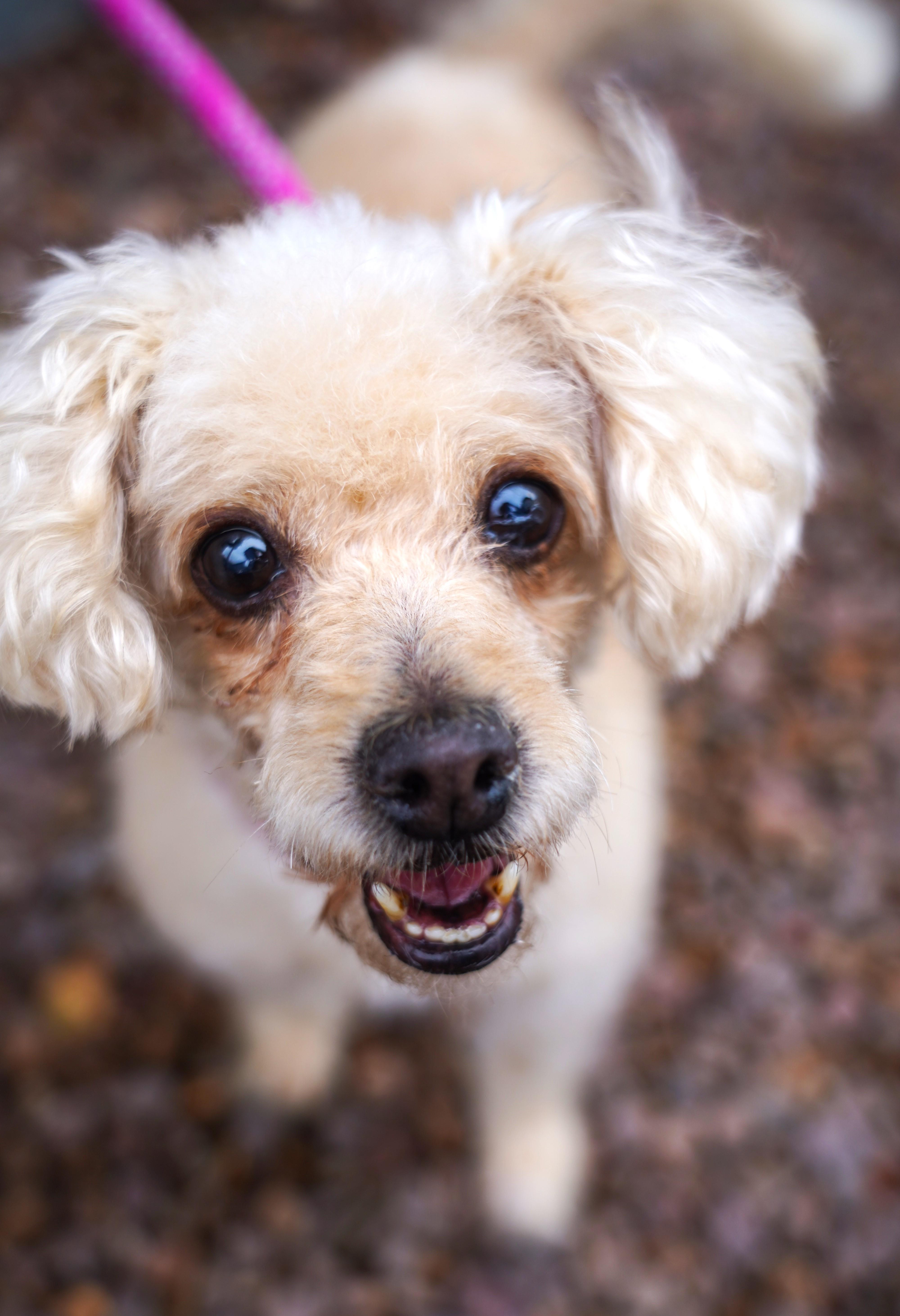 Enlarge Faith, an adopted Poodle in El Paso, TX image 6/6