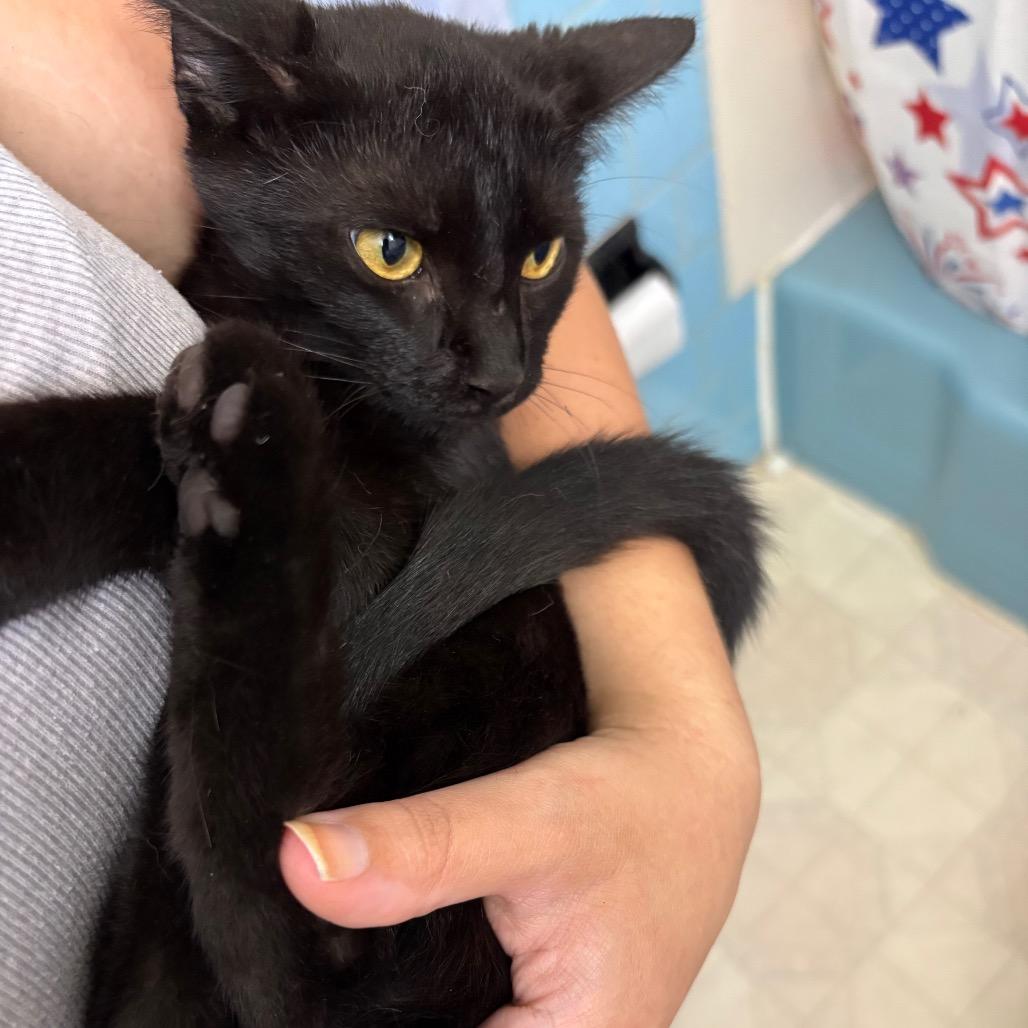Maple, Adoptable, Kitten Female Domestic Short Hair.