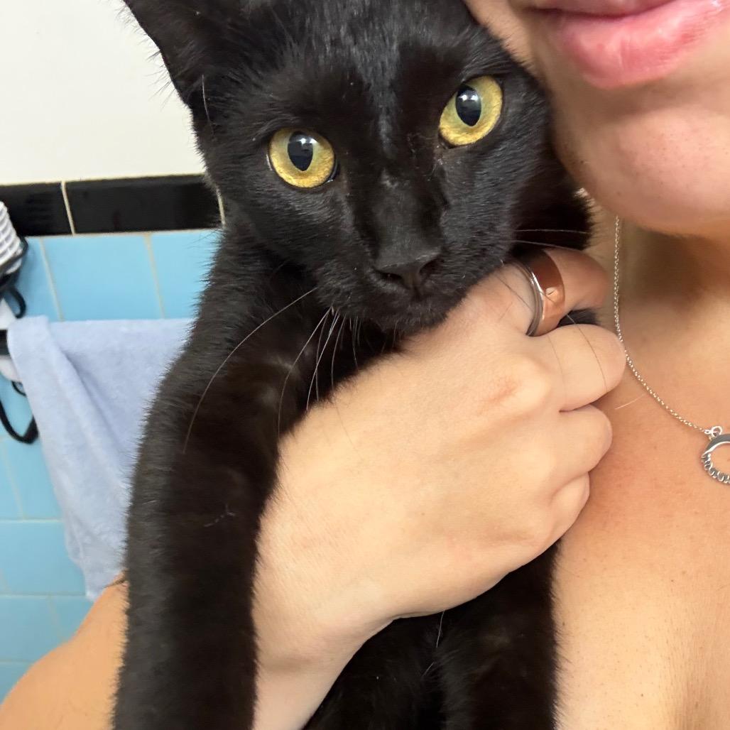 Enlarge Maple, a Adoptable Domestic Short Hair in Reisterstown, MD image 2/3