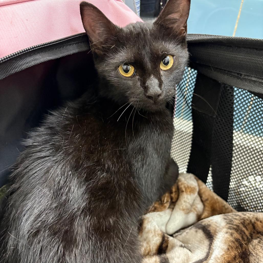 Enlarge Maple, a Adoptable Domestic Short Hair in Reisterstown, MD image 3/3