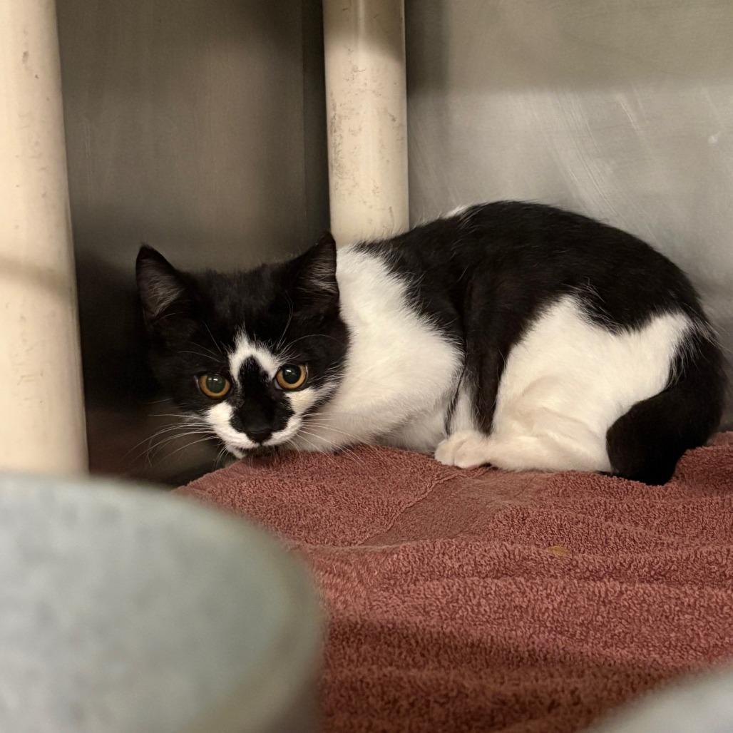 Spade, Adoptable, Kitten Male American Bobtail & Domestic Short Hair.