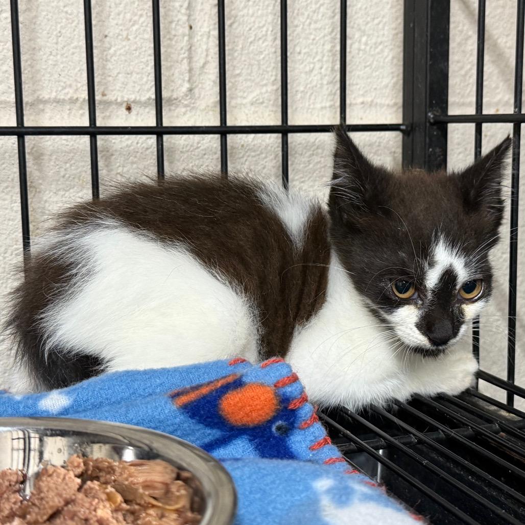 Enlarge Spade, a Adoptable mixed breed in Hamilton, GA image 2/3