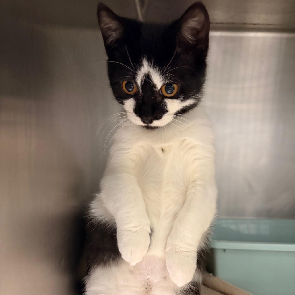 Enlarge Spade, a Adoptable mixed breed in Hamilton, GA image 3/3