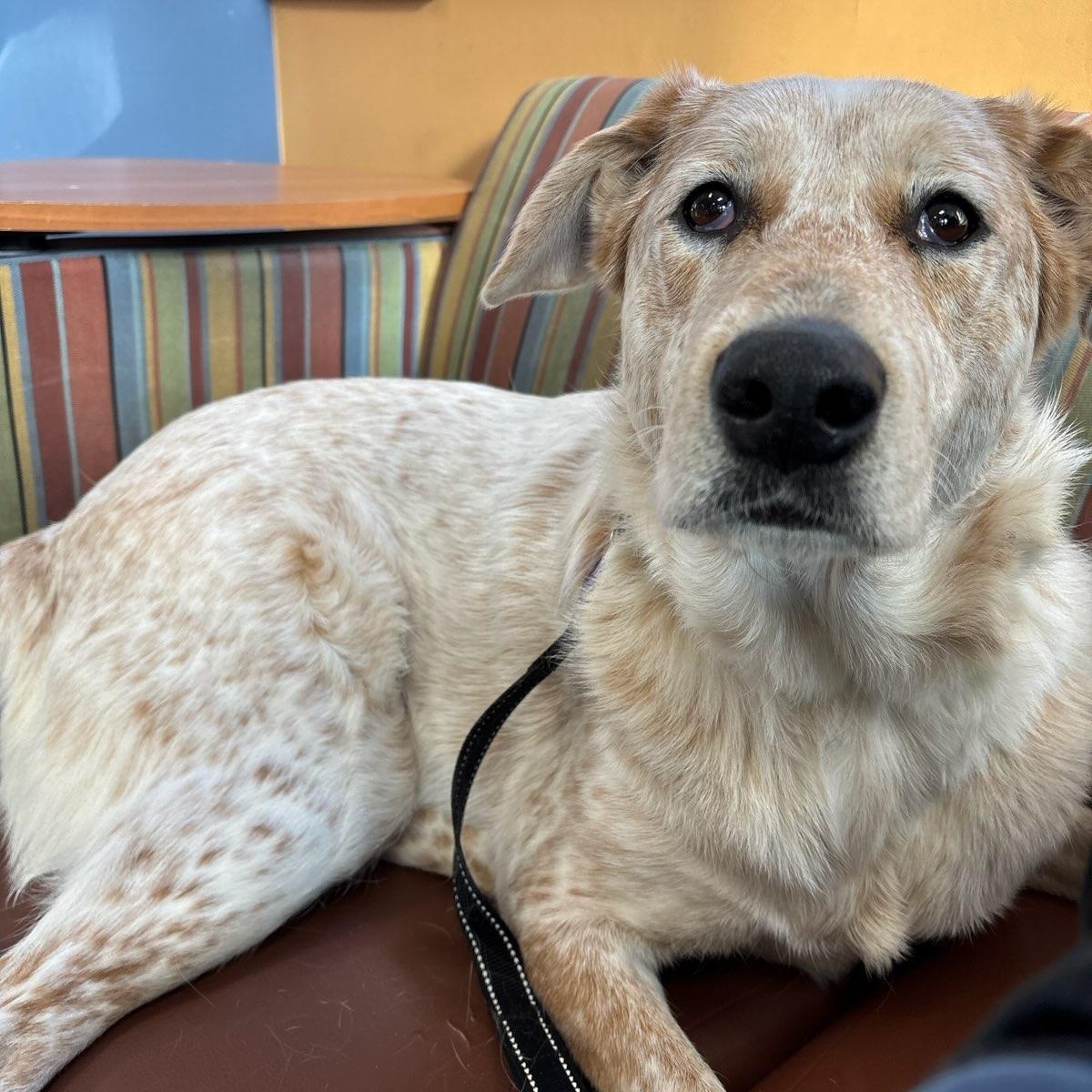 Jake: A Dog Who Hears With His Heart, adopted, Young Male Australian Shepherd.