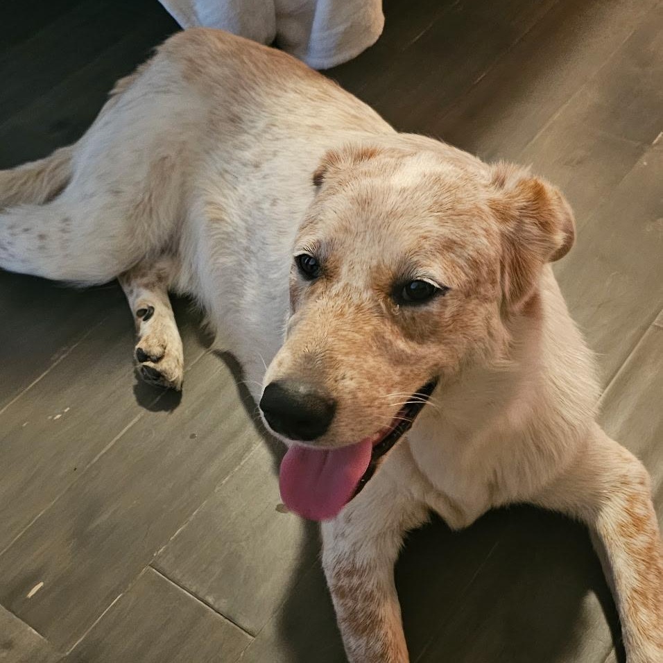 Jake: A Dog Who Hears With His Heart, an adopted Australian Shepherd in Pennington, NJ image 3/5