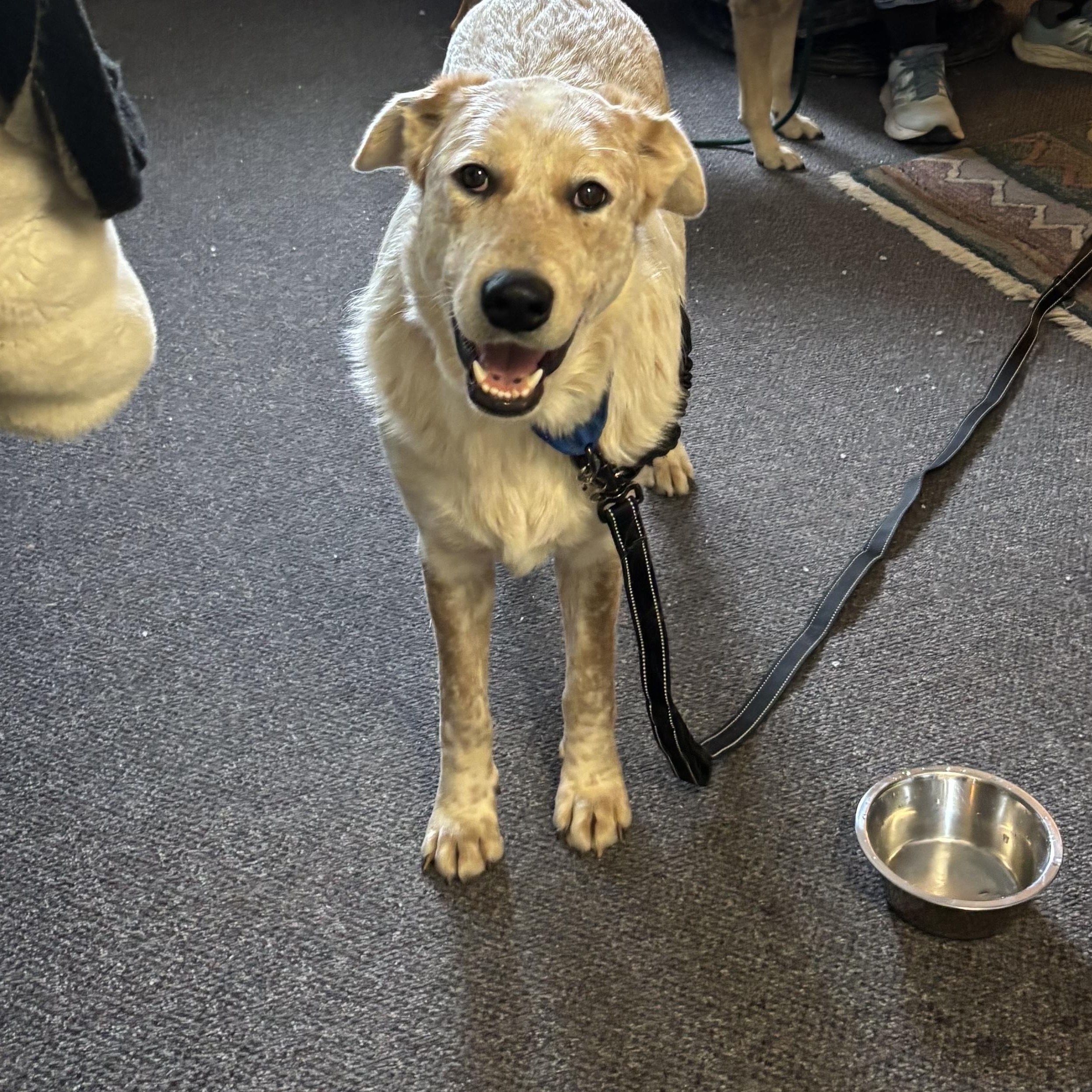 Jake: A Dog Who Hears With His Heart, an adopted Australian Shepherd in Pennington, NJ image 2/5