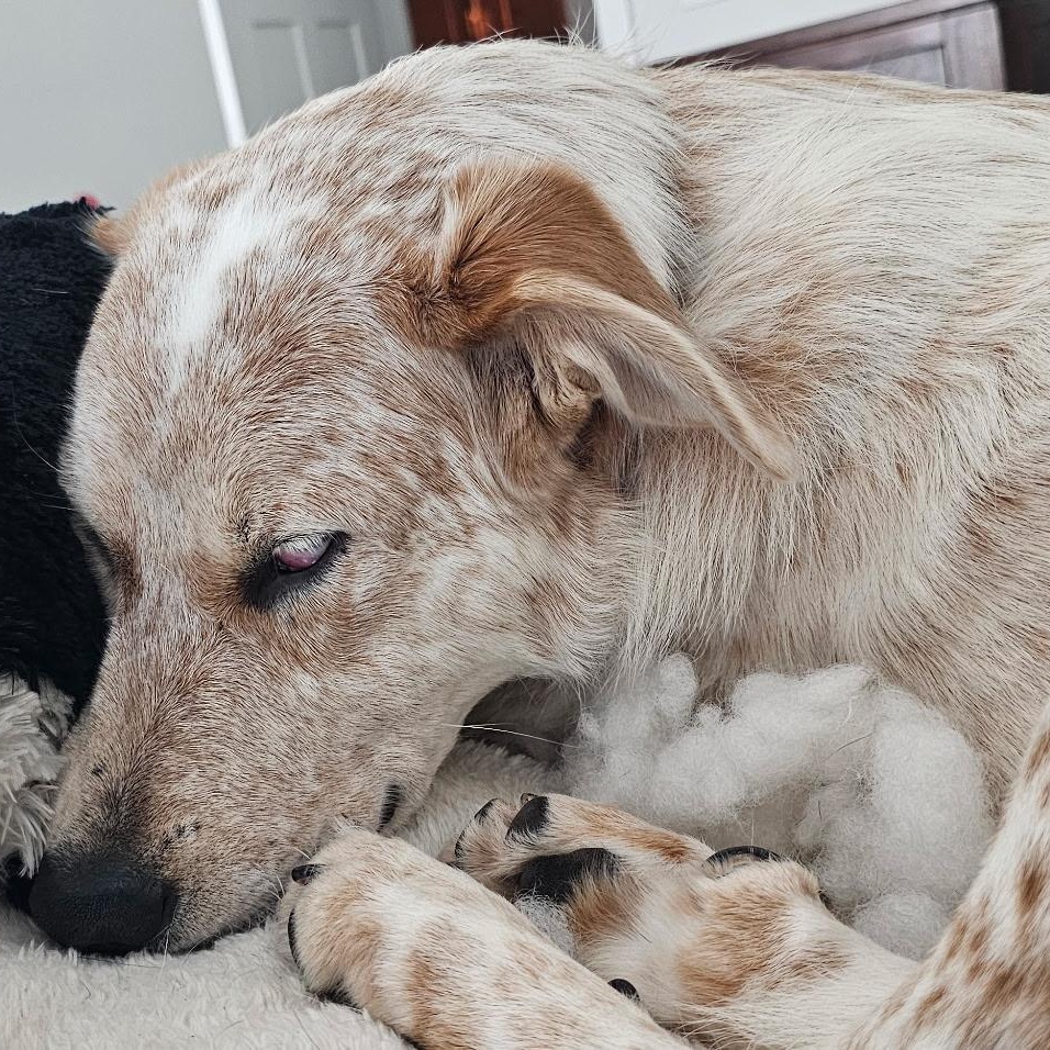Jake: A Dog Who Hears With His Heart, an adopted Australian Shepherd in Pennington, NJ image 4/5