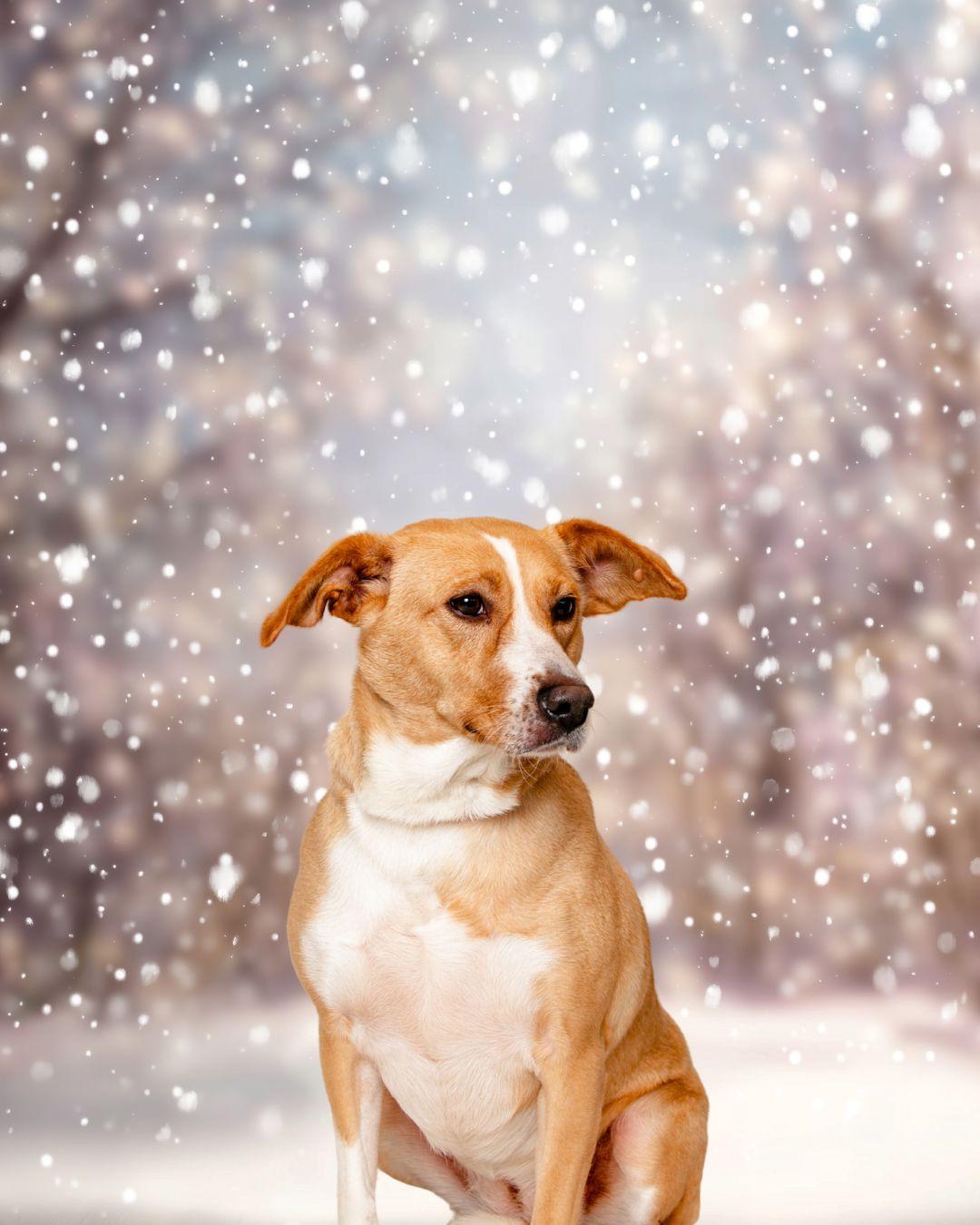 Enlarge Petra, a Adoptable mixed breed in Oak Ridge, TN image 2/6