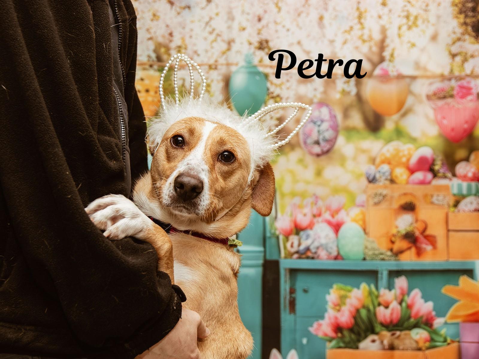 Enlarge Petra, a Adoptable mixed breed in Oak Ridge, TN image 4/6