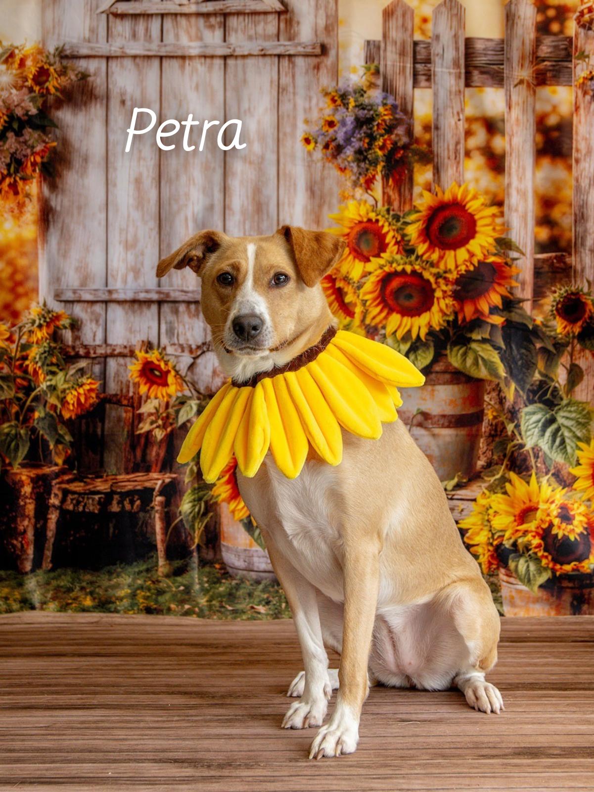 Enlarge Petra, a Adoptable mixed breed in Oak Ridge, TN image 3/6