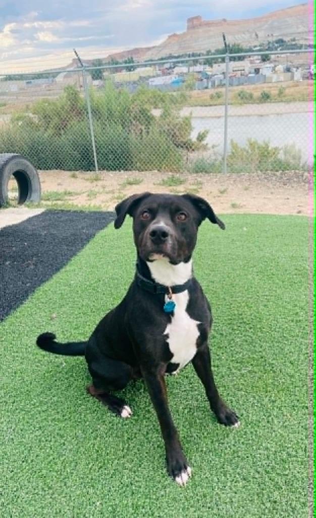 Hank, Adoptable, Young Male Pit Bull Terrier & Mixed Breed.