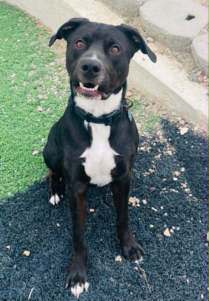 Enlarge Hank, a Adoptable mixed breed in Green River, WY image 2/6