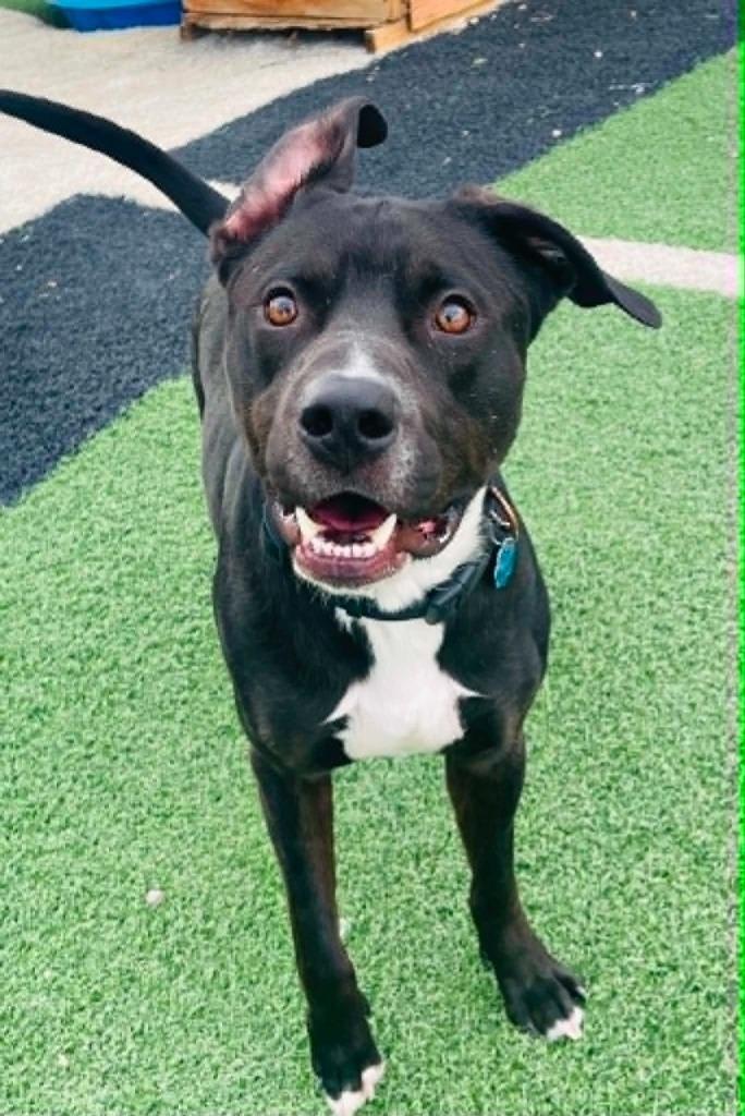 Enlarge Hank, a Adoptable mixed breed in Green River, WY image 3/6