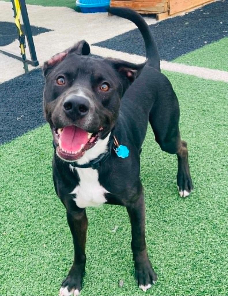 Enlarge Hank, a Adoptable mixed breed in Green River, WY image 4/6