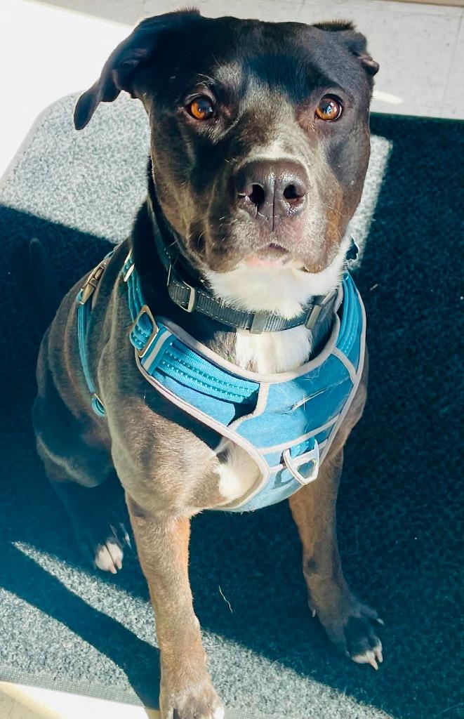 Enlarge Hank, a Adoptable mixed breed in Green River, WY image 5/6