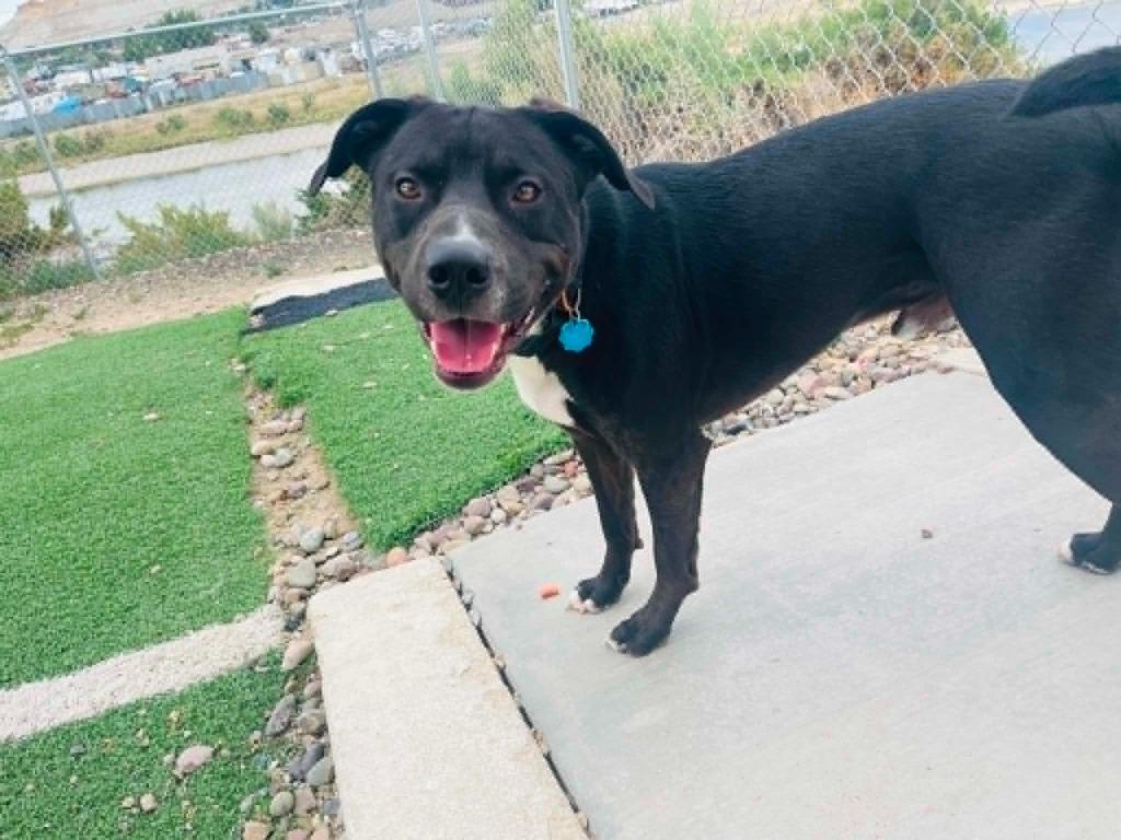 Enlarge Hank, a Adoptable mixed breed in Green River, WY image 6/6