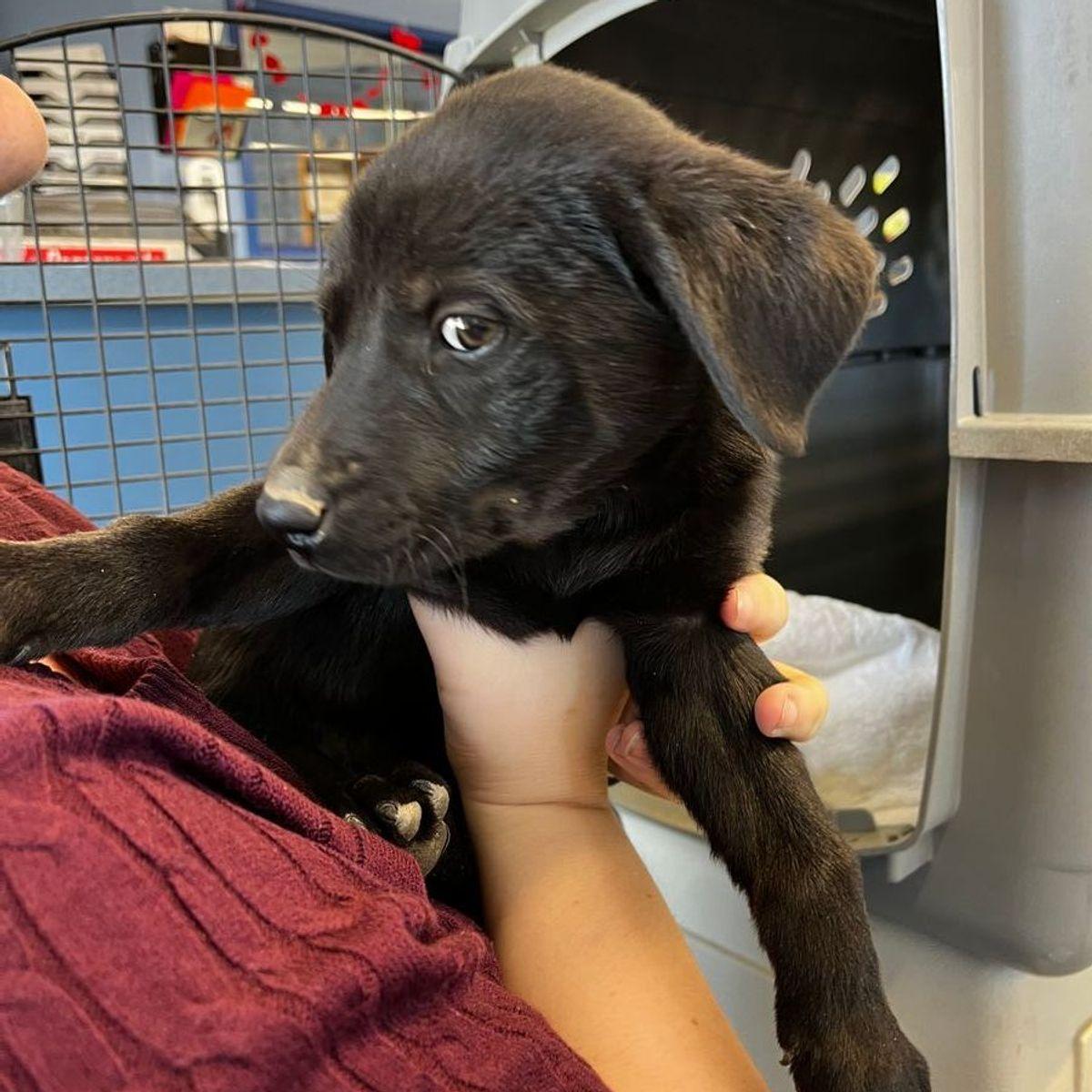 Andrew/ Gennis, Adoptable, Adult Male Miniature Pinscher & Shepherd.