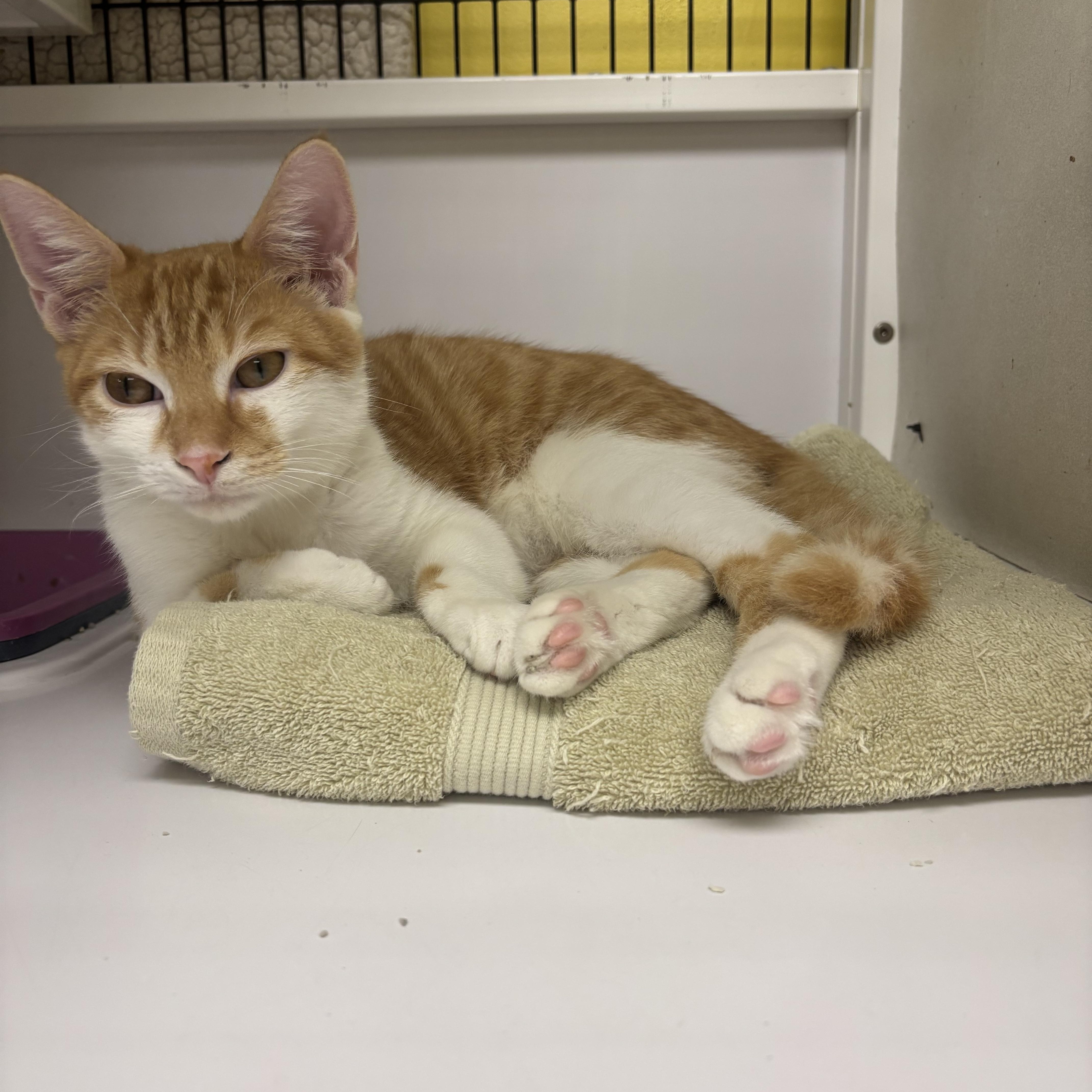 Dewey, Adoptable, Young Male Domestic Short Hair.