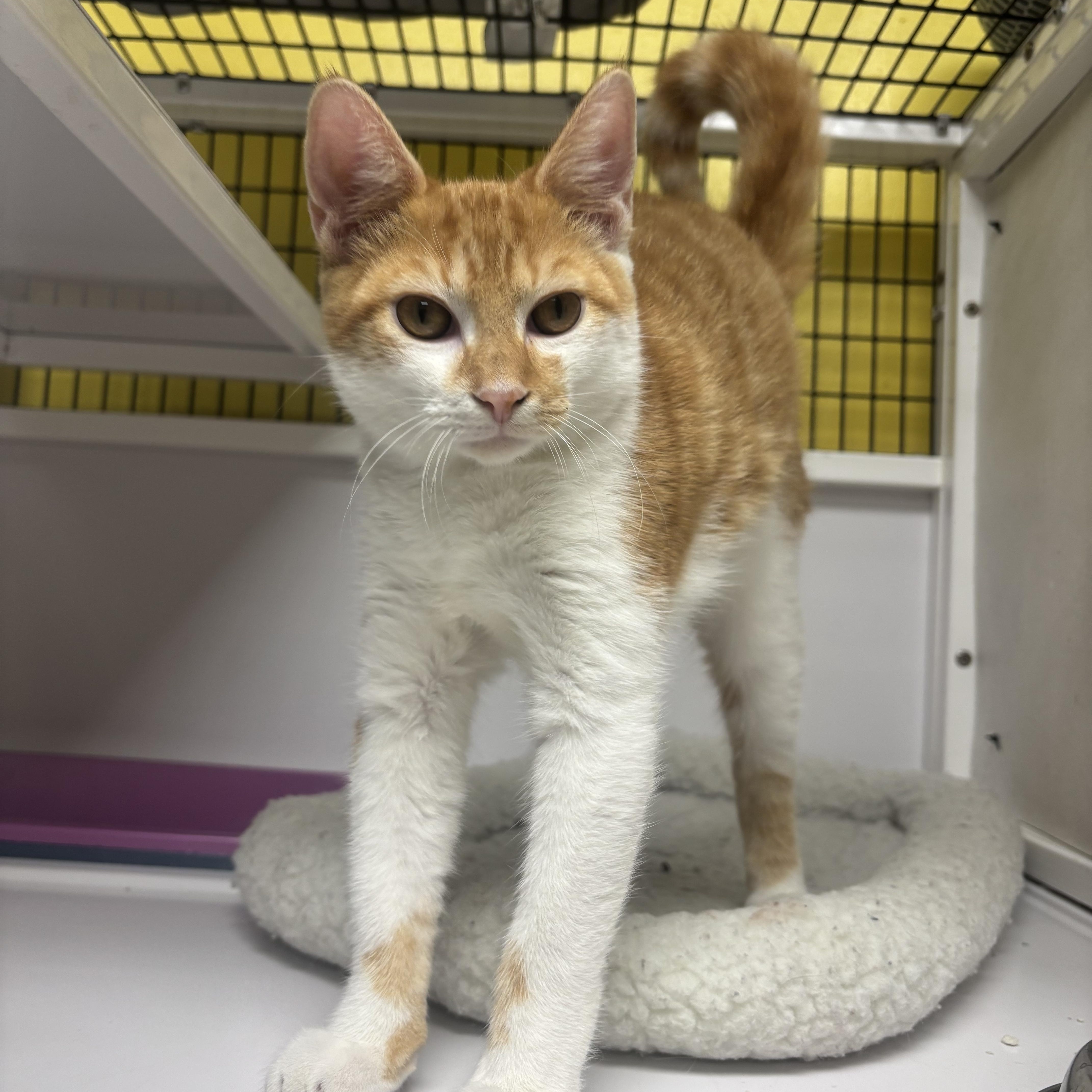 Dewey, a Adoptable Domestic Short Hair in Lyndhurst, NJ image 2/2