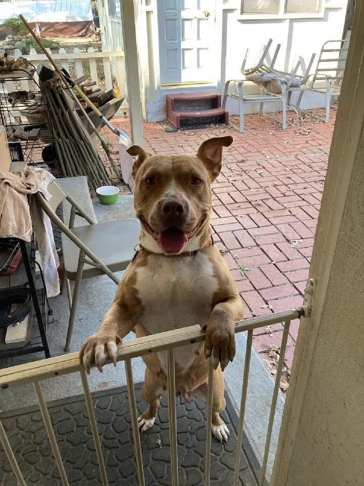 Enlarge Gigi, a ADOPTABLE Pit Bull Terrier in Simi Valley, CA image 1/4