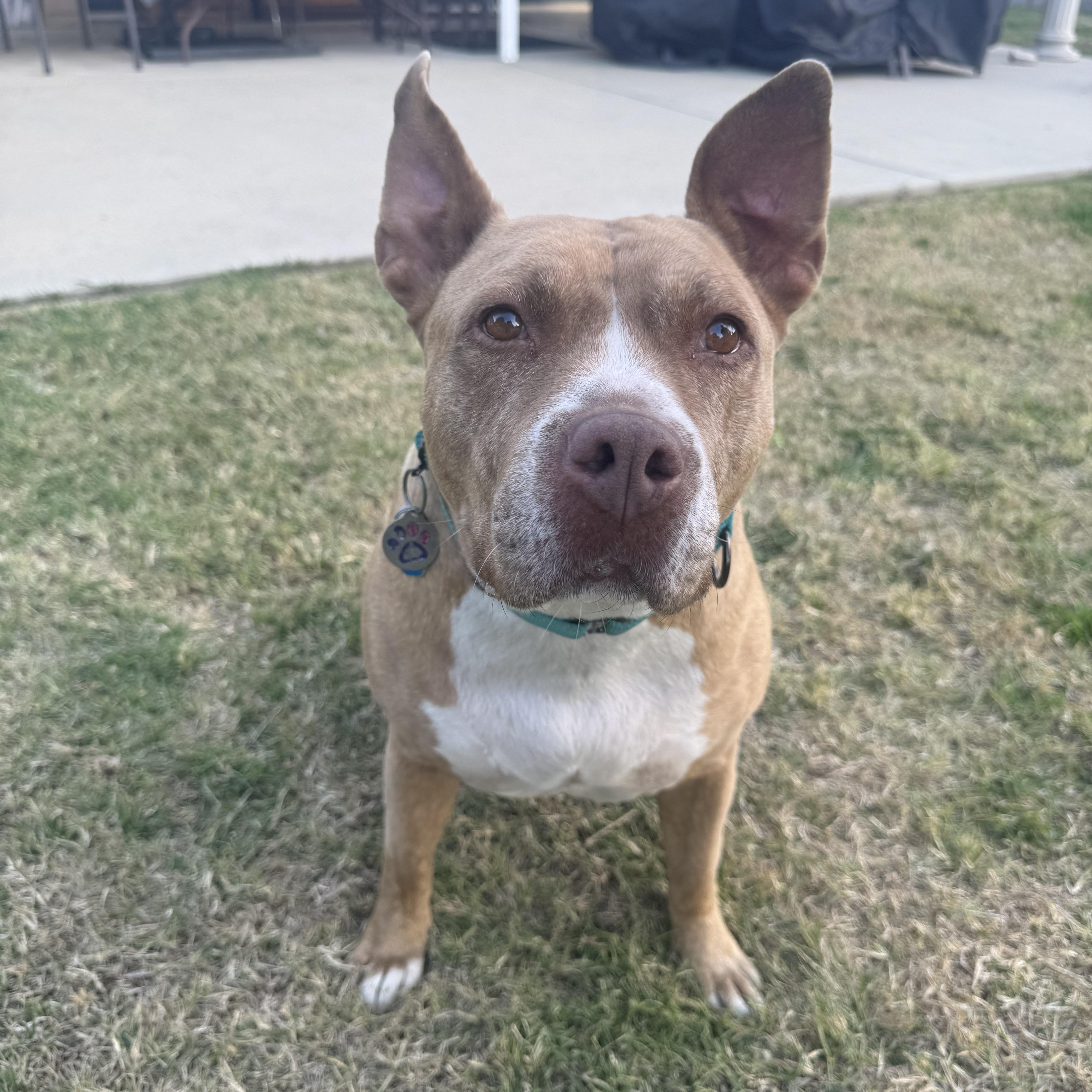 Enlarge Gigi, a ADOPTABLE Pit Bull Terrier in Simi Valley, CA image 4/4