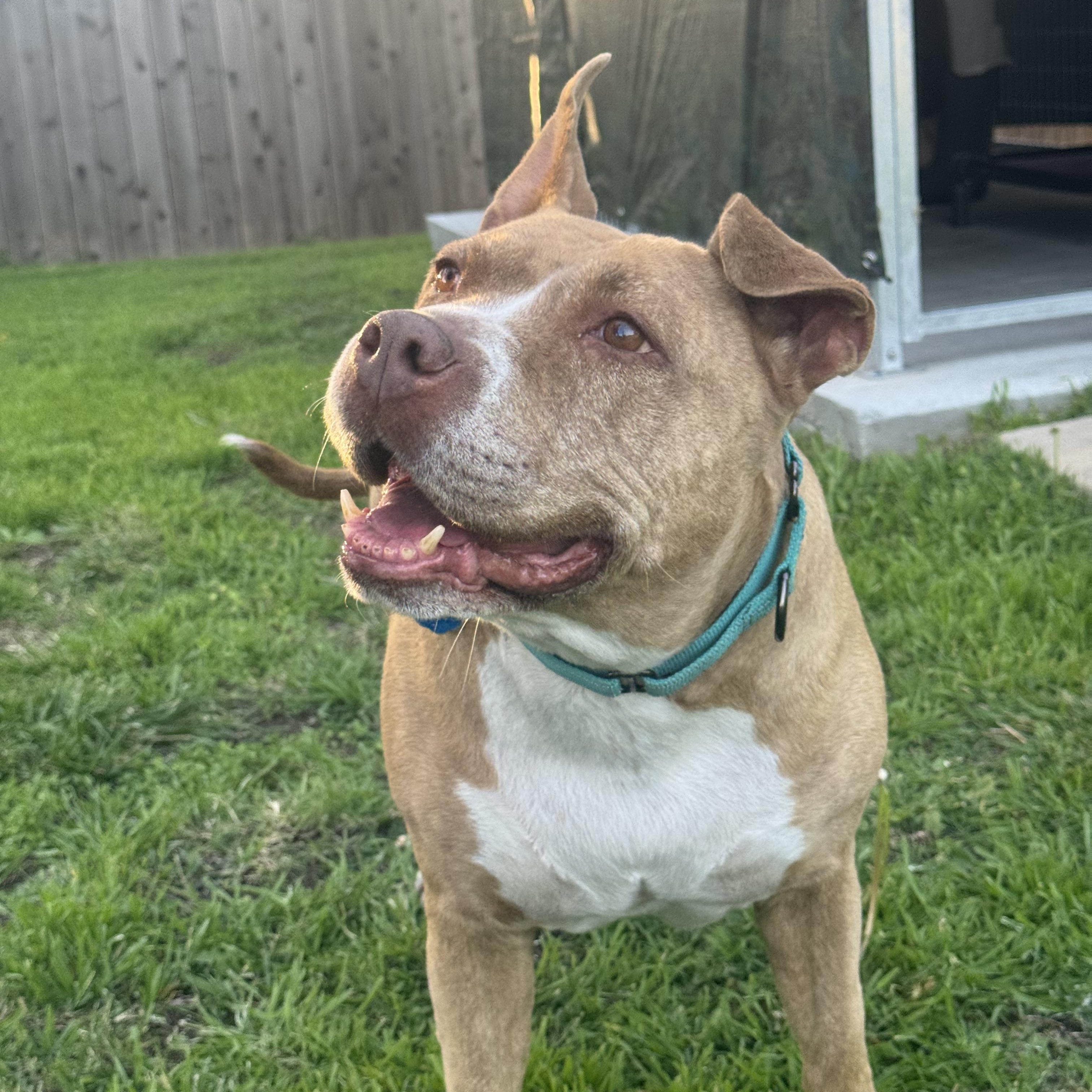 Enlarge Gigi, a ADOPTABLE Pit Bull Terrier in Simi Valley, CA image 2/4