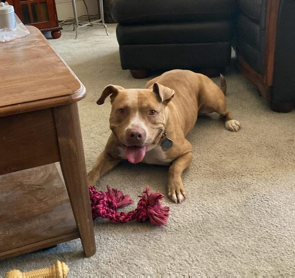 Enlarge Gigi, a ADOPTABLE Pit Bull Terrier in Simi Valley, CA image 3/4