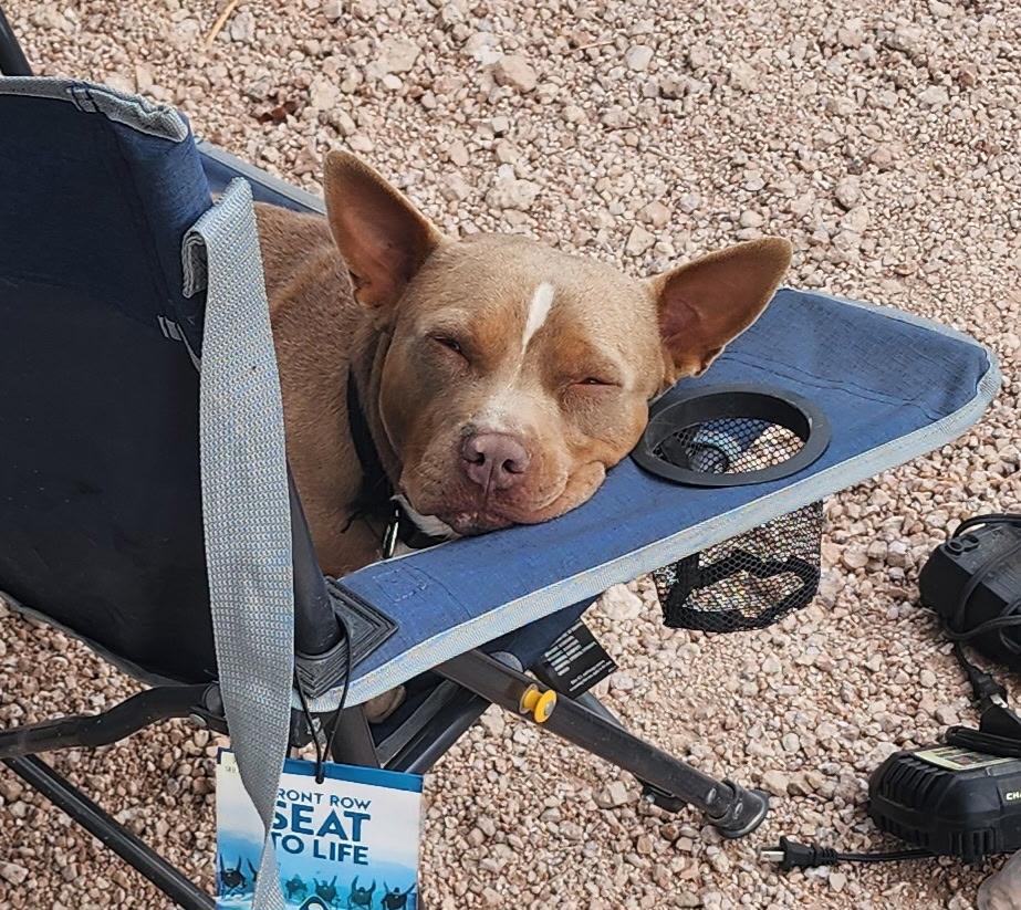 Buddy, Adoptable, Young Male American Bully.