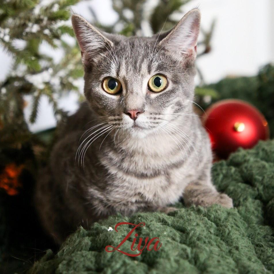 Enlarge Ziva, a ADOPTABLE Domestic Short Hair in Fort Worth, TX image 2/2