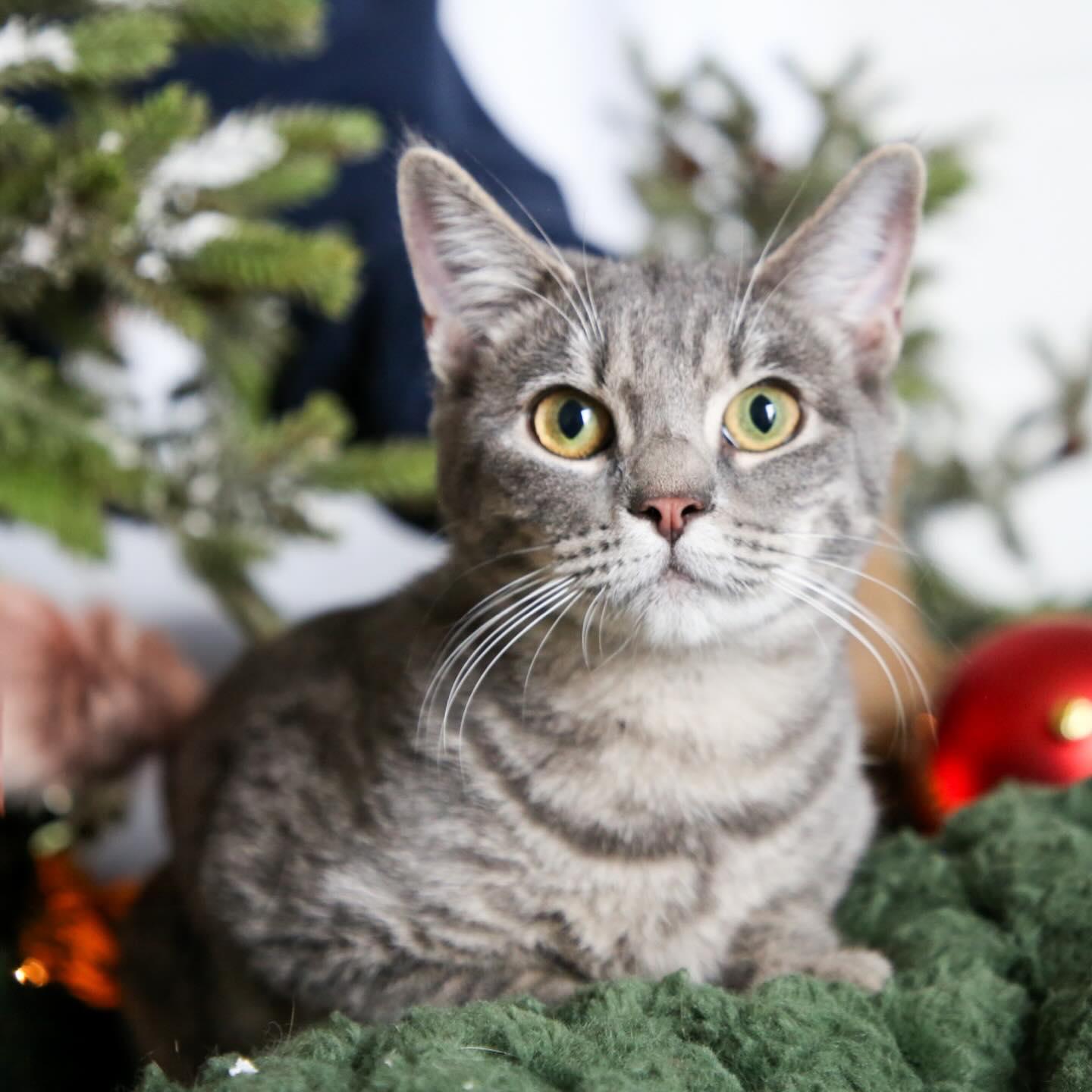 Ziva, ADOPTABLE, Young Female Domestic Short Hair.