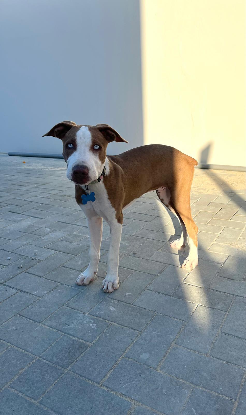 Enlarge Moomba, a Adoptable Mixed Breed in Pembroke, MA image 3/6