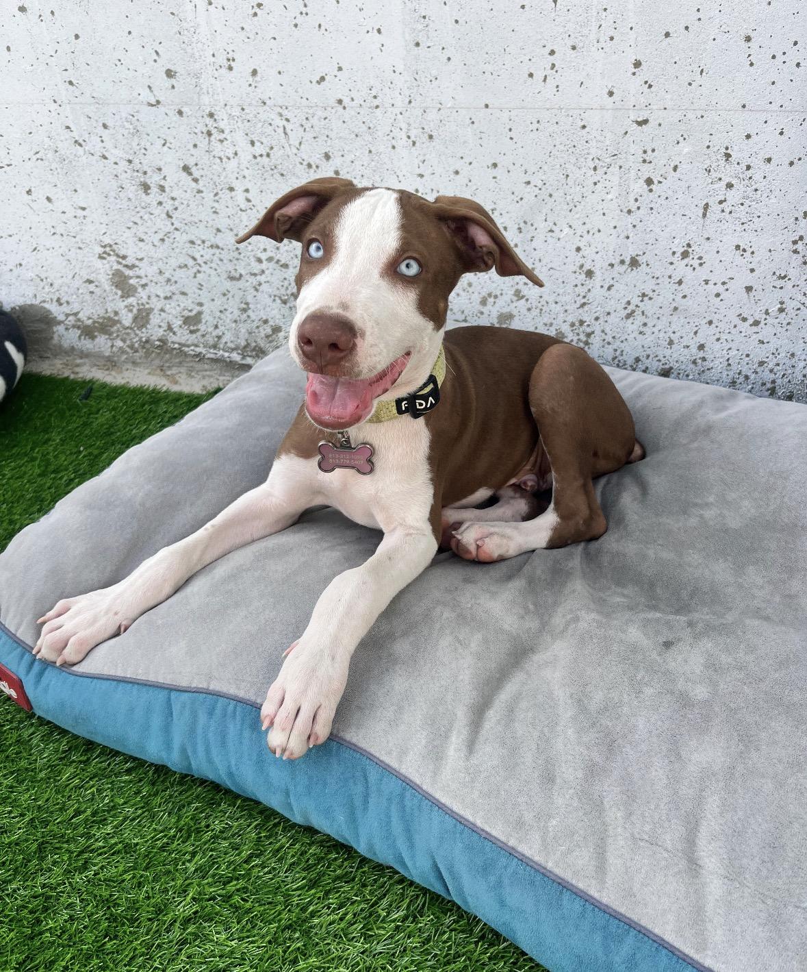 Enlarge Moomba, a Adoptable Mixed Breed in Pembroke, MA image 6/6