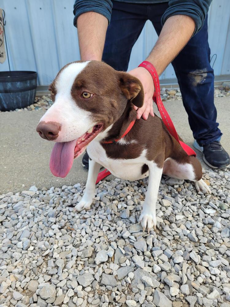 Enlarge Aria, a Adoptable mixed breed in Linton, IN image 1/1