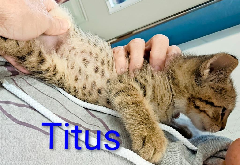 Titus, Adoptable, Kitten Male Domestic Short Hair.