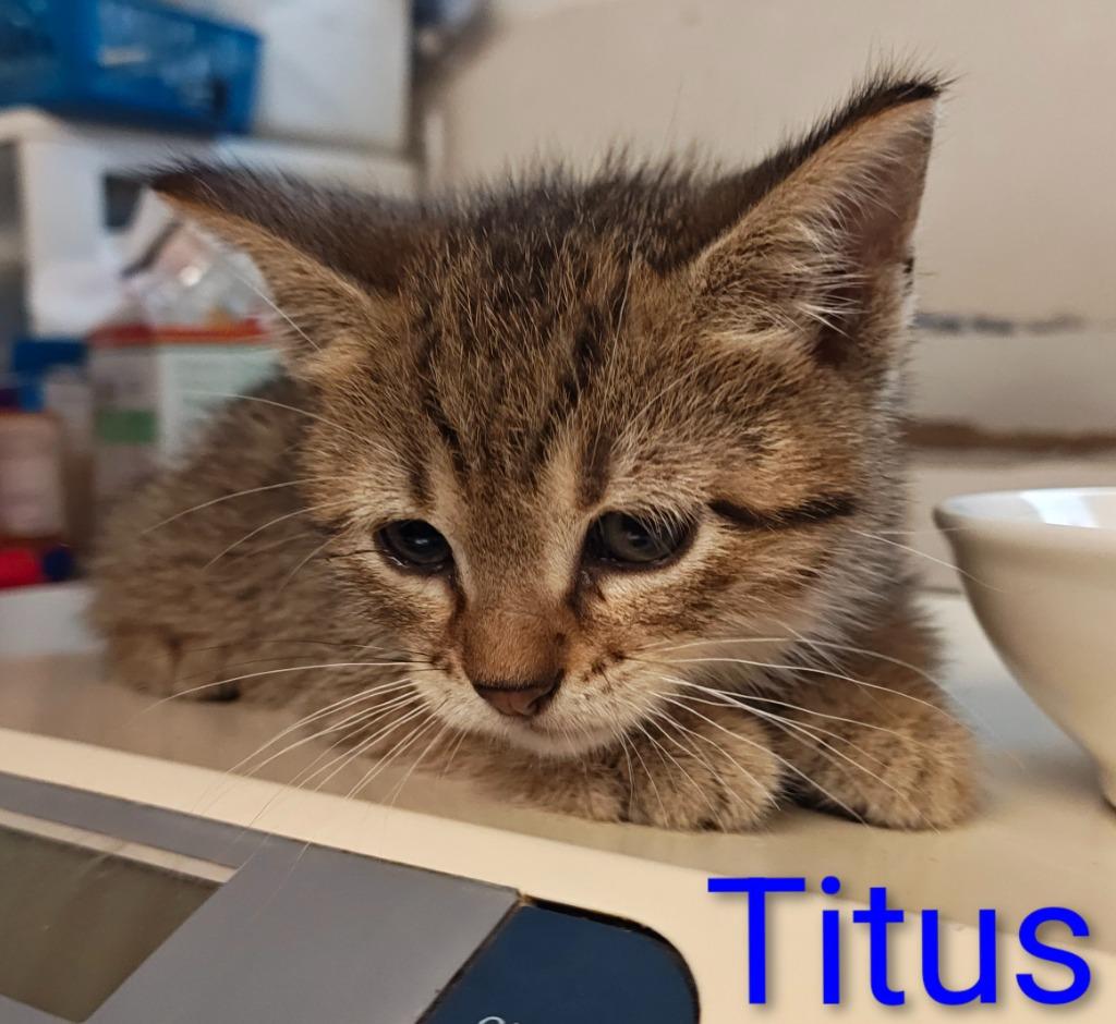 Titus, Adoptable, Kitten Male Domestic Short Hair.