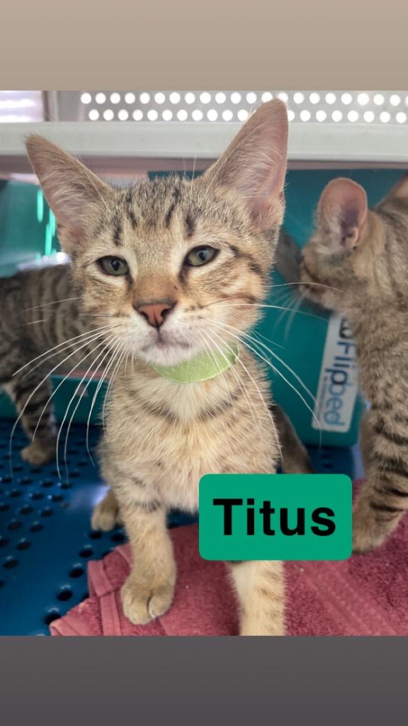 Titus, a Adoptable mixed breed in Mena, AR image 3/3