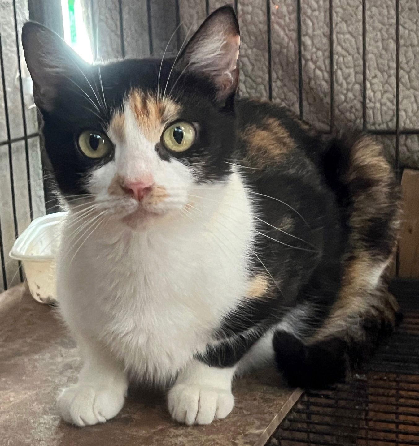 C.C., Adoptable, Young Female Calico & Domestic Short Hair.