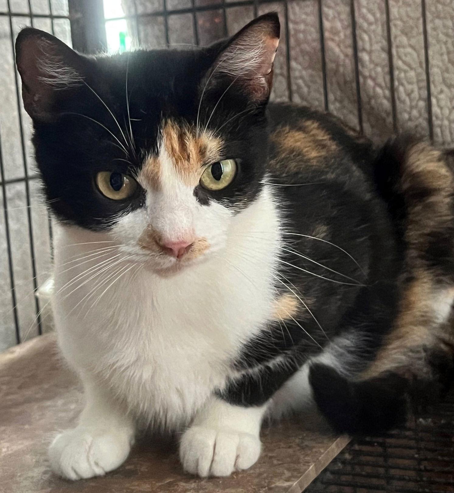 Enlarge C.C., a Adoptable mixed breed in Alvin, TX image 3/3