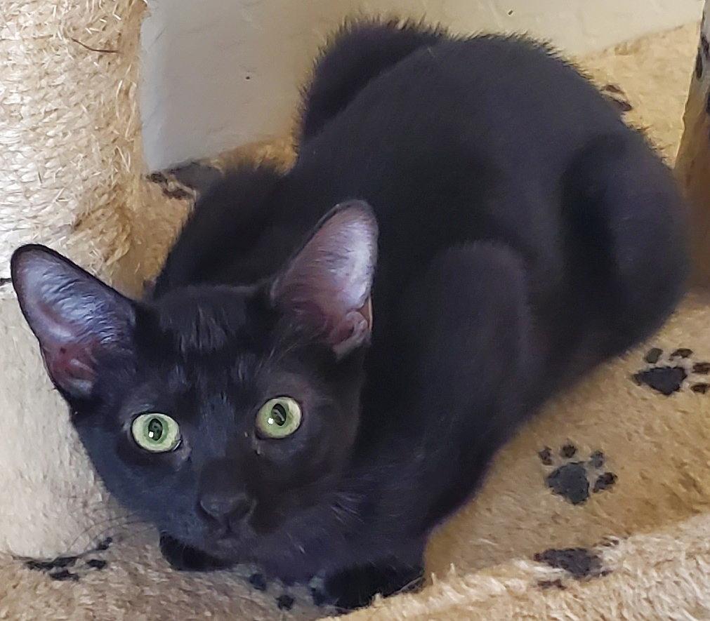 Midnight, Adoptable, Adult Female Domestic Short Hair.