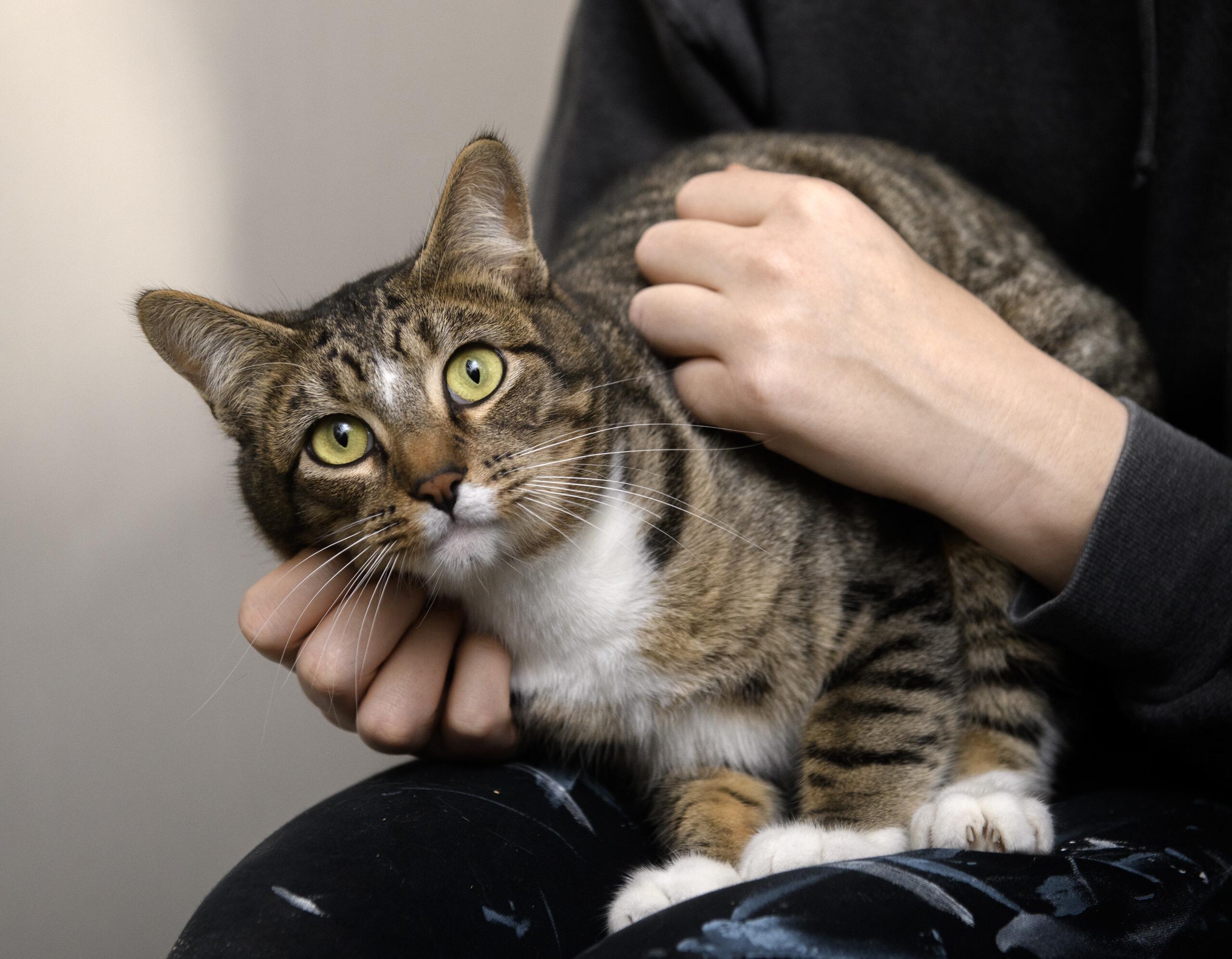 Froyd, an adoptable Domestic Short Hair in Seattle, WA image 3/5